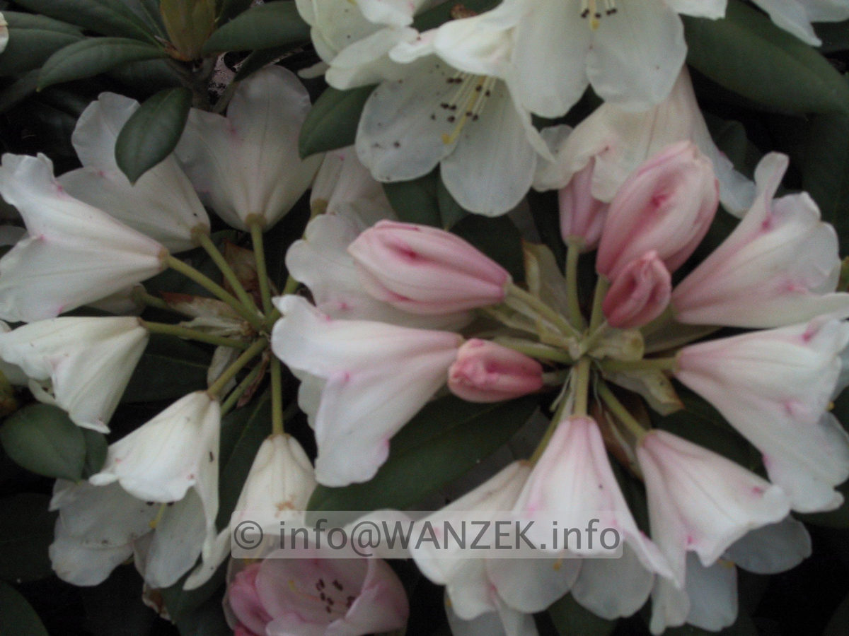 Rhododendron Bellini 2.JPG